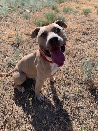 Ark-Valley Humane Society and Heart of the Rockies Radio Pet of the Week