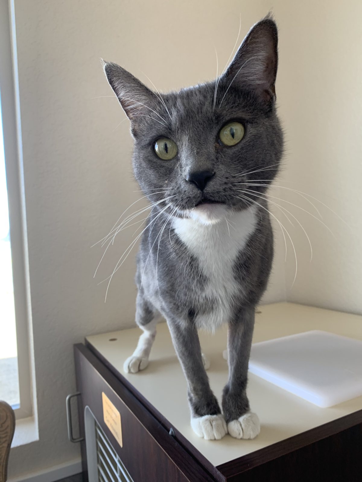 Ark-Valley Humane Society and Heart of the Rockies Radio Pet of the Week