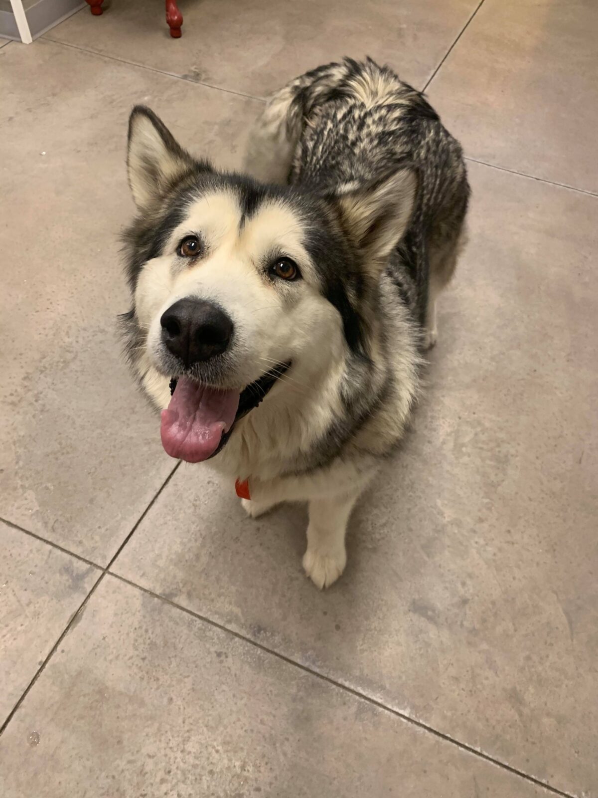 Malamute dog in the shelter