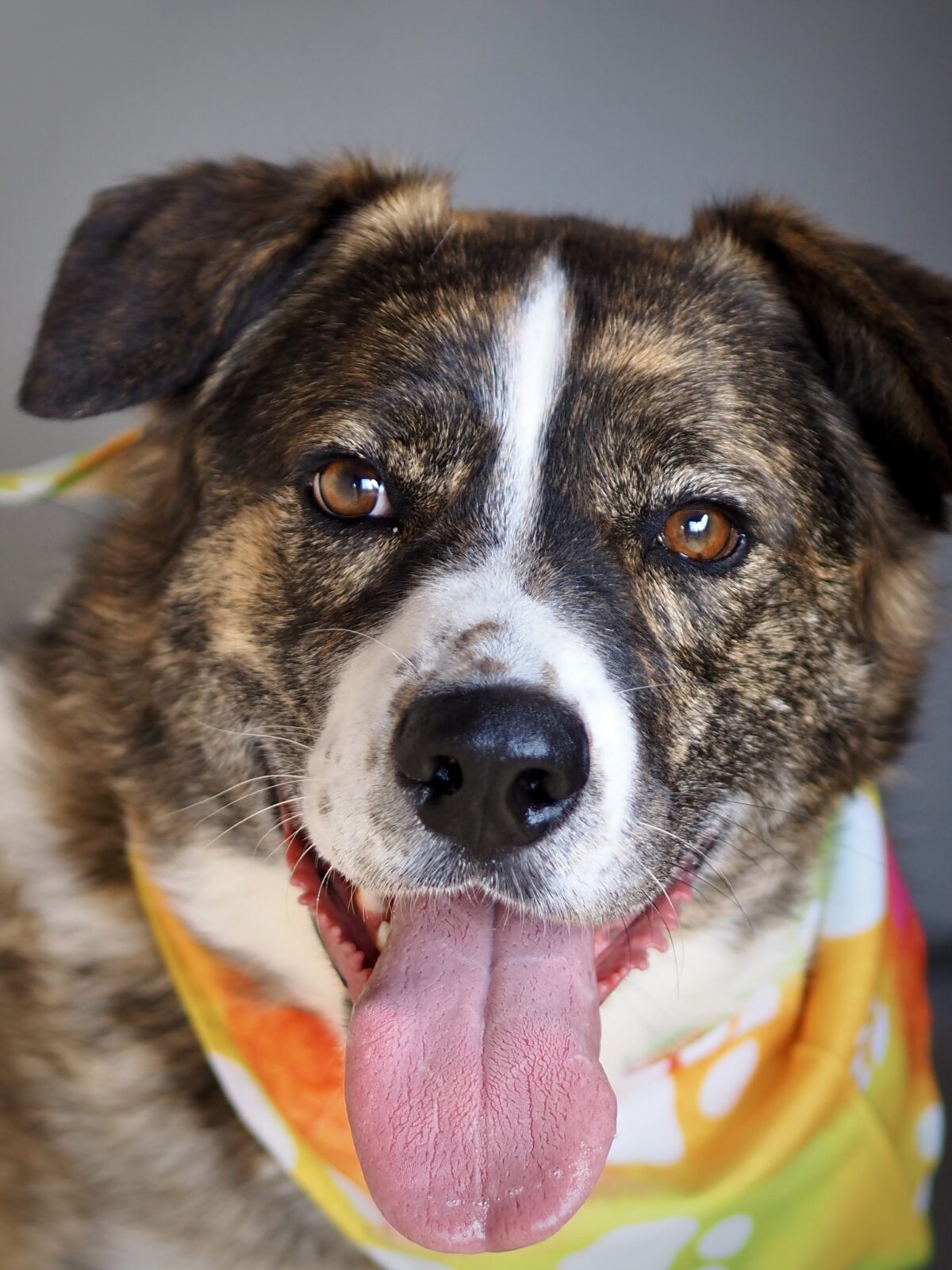 Pet of the Week - Heart of the Rockies Radio