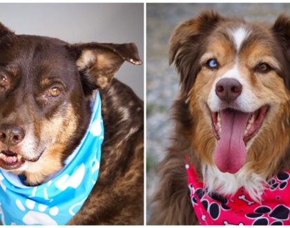 Pet of the Week - Heart of the Rockies Radio