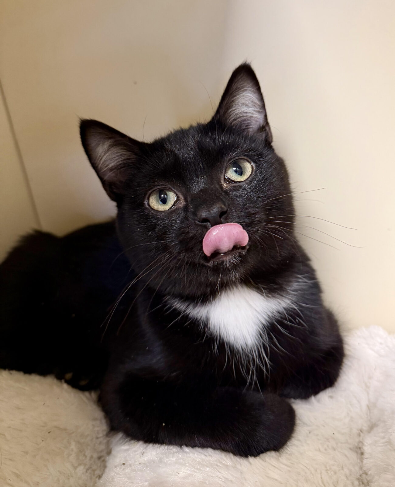 Pet of the Week - Heart of the Rockies Radio